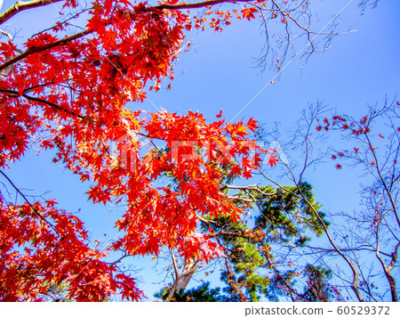 [Izu, Shizuoka] Shuzenji maple forest [Autumn] 60529372