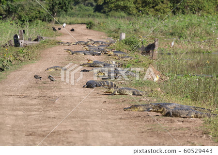crocodile crocodile 60529443