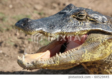 crocodile crocodile 60529445