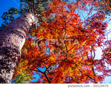 [Izu, Shizuoka] Shuzenji maple forest [Autumn] 60529479