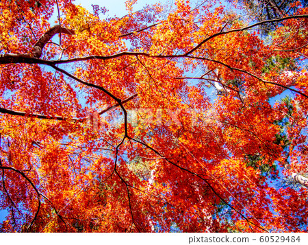 [Izu, Shizuoka] Shuzenji maple forest [Autumn] 60529484
