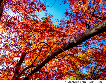 [Izu, Shizuoka] Shuzenji maple forest [Autumn] 60529485