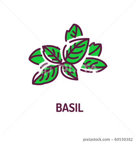 Basil color line icon. Healthy organic food. Herb Stock