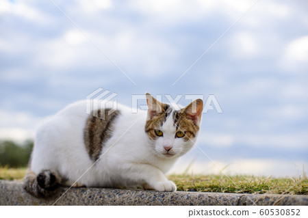 A stray cat near the Iioka Lighthouse 60530852