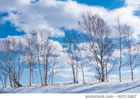 晴天滑雪勝地/北海道 60531667