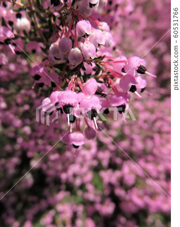 Janome Erika 60531766