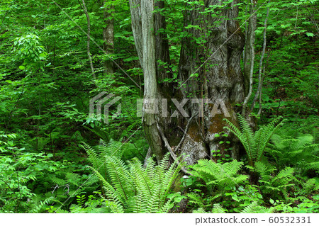 Early summer of forest Early summer Forest primeval forest Katsura Oki 60532331