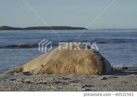 Male Southern Elephant Seal (Mirounga leonina) 60532561