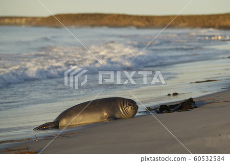 Southern Elephant Seal pup Southern Elephant Seal pup 60532584