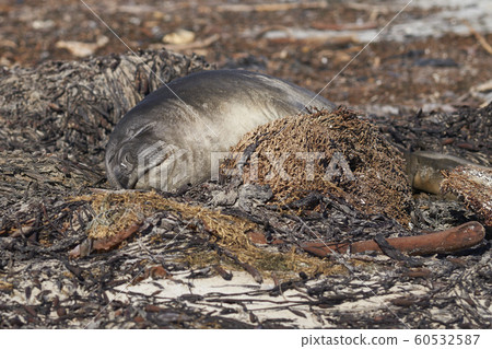 Southern Elephant Seal pup Southern Elephant Seal pup 60532587