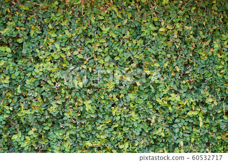 Green grass wall Green grass wall 60532717