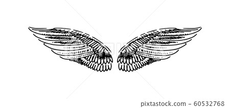 Vector hand drawn illustration of wings on white background. 60532768