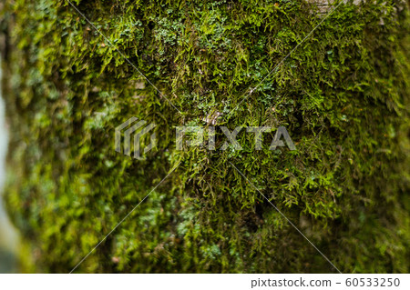 Bark tree natural floral texture background Bark tree natural floral texture background 60533250