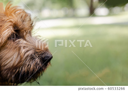 A red puppy briard playing in the park A red puppy briard playing in the park 60533266