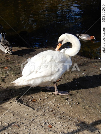 Cobb swans 1 60533269