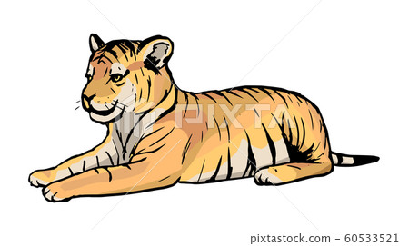 Illustration of a young tiger Illustration of a young tiger 60533521