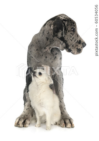 puppy great dane and chihuahua 60534056