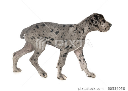 puppy great dane 60534058