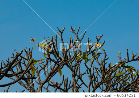 The most beatiful plumeria flowers, yellow  and 60534251