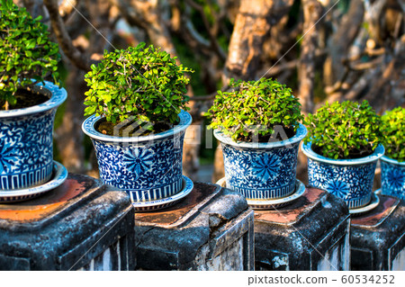 beautiful Carmona retusa or Fukien tea tree in the 60534252