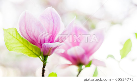 magnolia soulangeana blossoming, spring time 60534775
