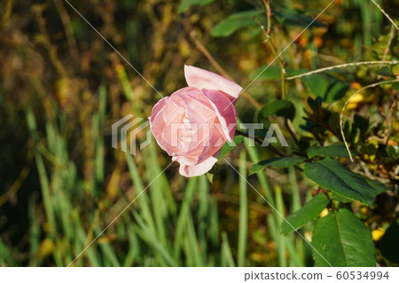 Rose, Seed, Rosehip, December, Sunny, Rose 60534994