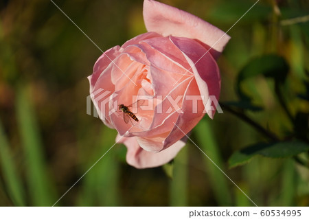 Rose, Seed, Rosehip, December, Sunny, Rose 60534995