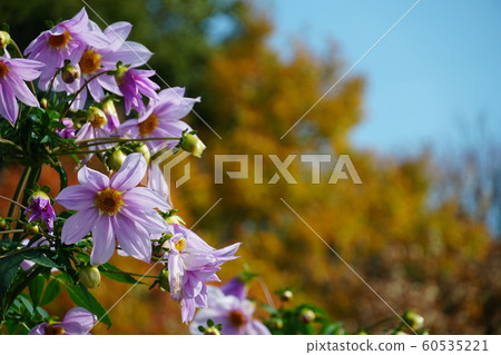 Emperor Dahlia, Blue Sky, December, Autumn Leaves, Sunny Emperor Dahlia, Blue Sky, December, Autumn Leaves, Sunny 60535221