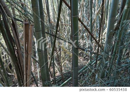 Bamboo bamboo rough all-you-can-need 60535438