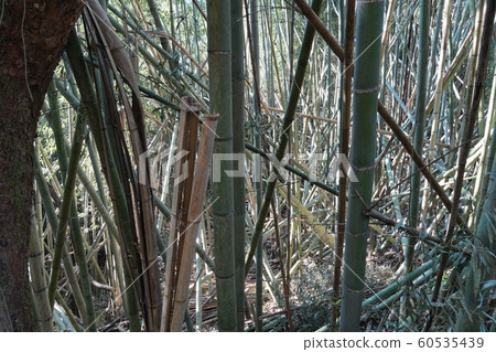 Bamboo bamboo rough all-you-can-need Bamboo bamboo rough all-you-can-need 60535439
