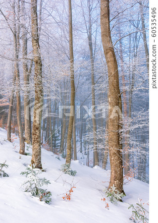 magical winter nature scenery in the morning magical winter nature scenery in the morning 60535496