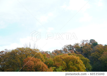 Autumn leaves, cut out with telephoto, clear weather, December Autumn leaves, cut out with telephoto, clear weather, December 60535840