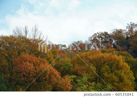 Autumn leaves, cut out with telephoto, clear weather, December Autumn leaves, cut out with telephoto, clear weather, December 60535841