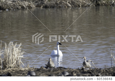 American Swan Governor American Swan Governor 60536648