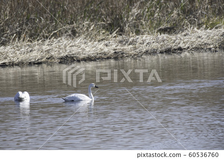 American Swan Governor American Swan Governor 60536760