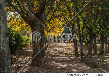 maple alley in city park maple alley in city park 60536893