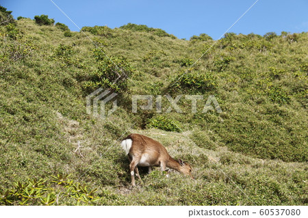 Yakushima Yakushima (Mt. Miyanoura) 60537080