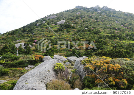 Yakushima highest peak Miyanouradake Road to the summit 60537086