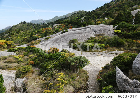 Yakushima (Mt. Miyanoura) 60537087
