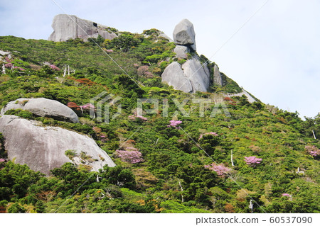 Yakushima Highest Peak Miyanouradake Road to the summit Yakushima Highest Peak Miyanouradake Road to the summit 60537090