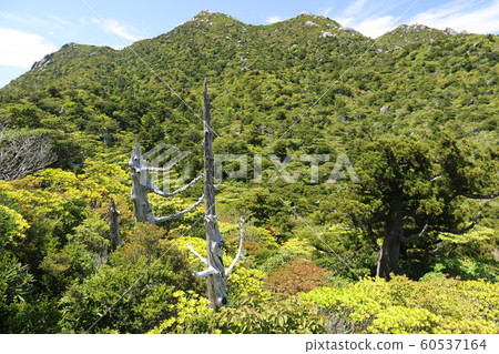 Yakushima Highest Peak Miyanouradake Road to the summit Yakushima Highest Peak Miyanouradake Road to the summit 60537164