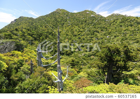 Yakushima Highest Peak Miyanouradake Road to the summit 60537165