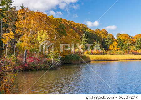 秋天十和田八man平國家公園八man平大沼 秋天十和田八man平國家公園八man平大沼 60537277
