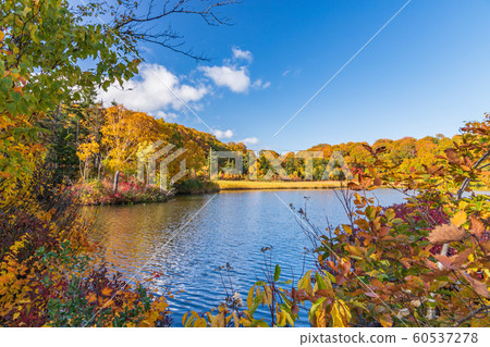 秋天十和田八man平國家公園八man平大沼 秋天十和田八man平國家公園八man平大沼 60537278