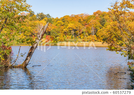 秋天十和田八man平國家公園八man平大沼 秋天十和田八man平國家公園八man平大沼 60537279