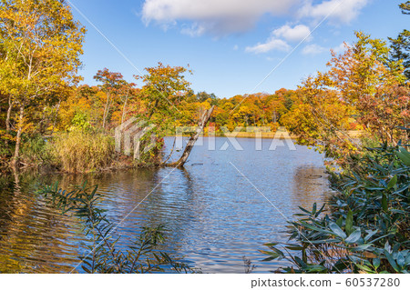 秋天十和田八man平國家公園八man平大沼 秋天十和田八man平國家公園八man平大沼 60537280