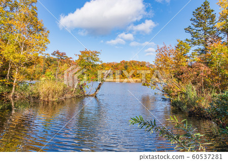 秋天十和田八man平國家公園八man平大沼 秋天十和田八man平國家公園八man平大沼 60537281