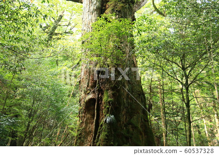 Yakushima Mosus Ghibli Forest Shiratani Unsuikyo 60537328