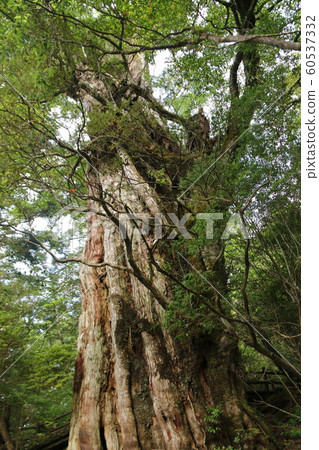 Yakushima Mosus Ghibli Forest Shiratani Unsuikyo 60537332