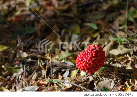 Musashi Bumi的果實 60537475